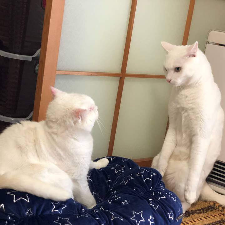 6233af73 b072 4f39 9ecc dfd73262743d 1542365226966