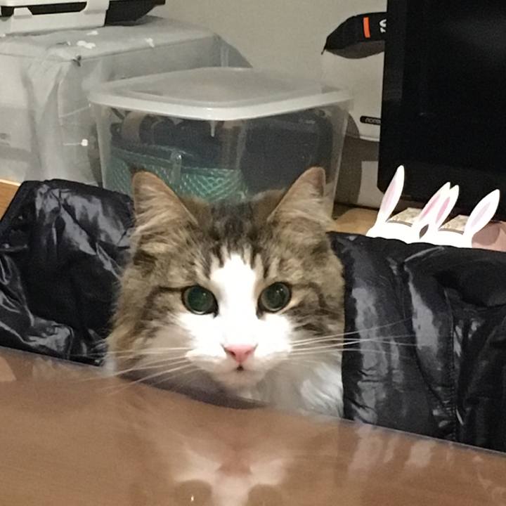 62361b98 bb05 4fa8 9fca 51c59813dfb6 1546950259253