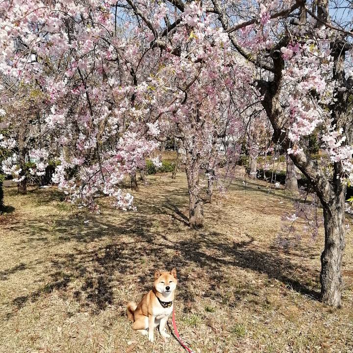 6236da42 3db0 4202 90eb 9023a3d69a40 1586391992510