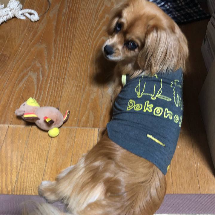 6237486c 7484 4f17 af90 90b0110e3034 1526182878757