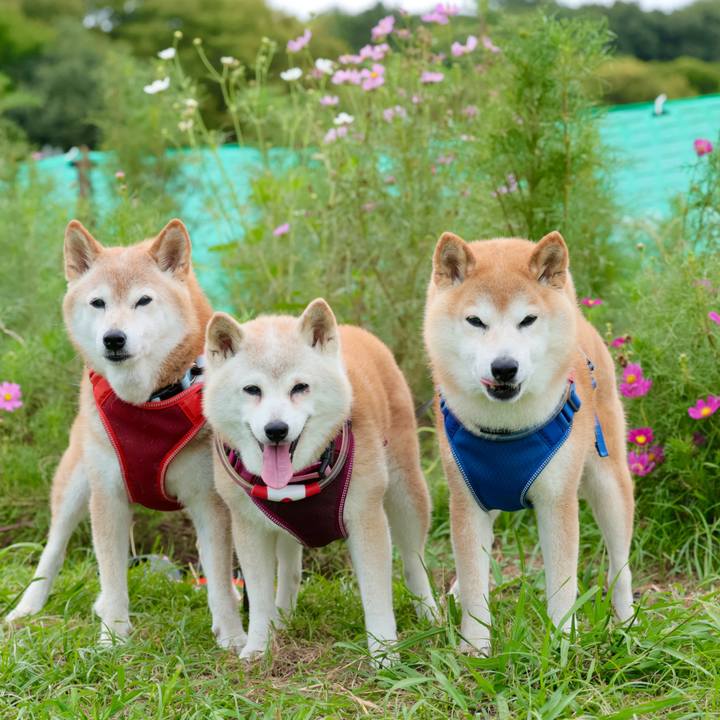 623c8389 ea5f 45b3 aaf0 821bd66de3bb 1758813786766