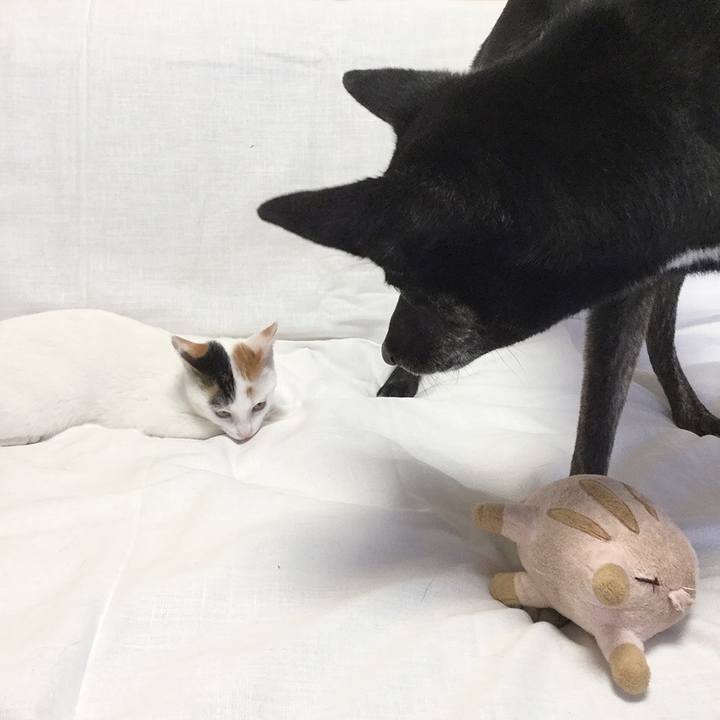 623f480a fb4c 4fd3 beac 395a94110ca7 1555120417763