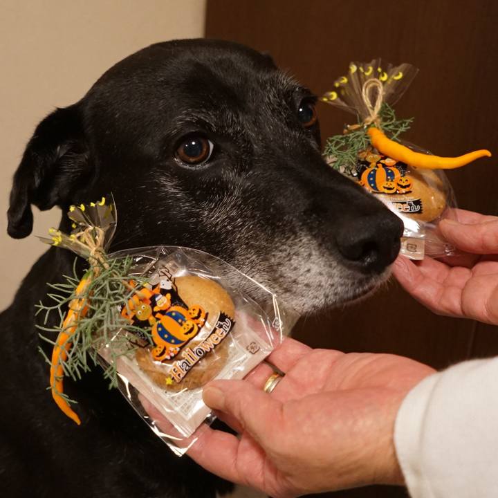 6241fe40 fdcd 456e b35e 918966ca3923 1761476773226