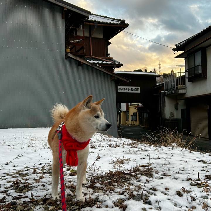 6242a7bb 3336 495d bb55 3ec51d7a3e88 1769164726099