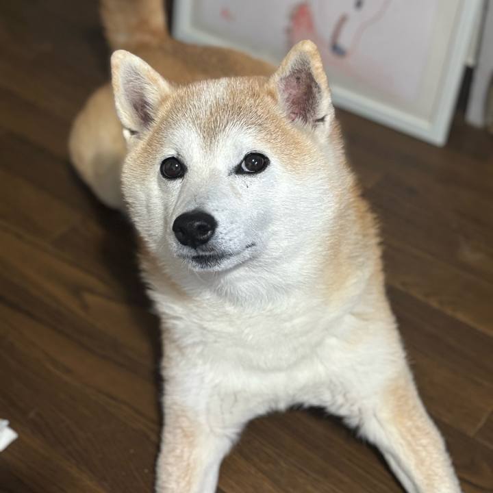 6245bdfc f295 483d b57c ca68ff97890f 1744058575210