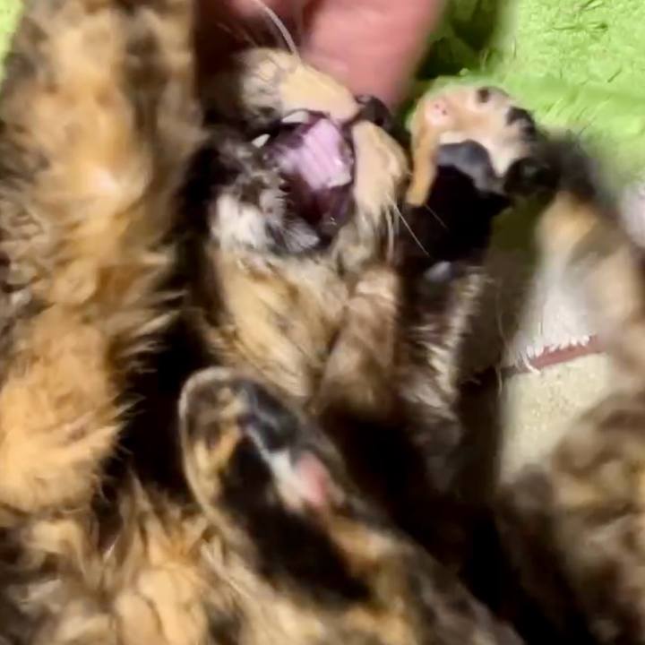 62475d0d e8ec 4d87 bfd8 4b838d420f11 1738700386761