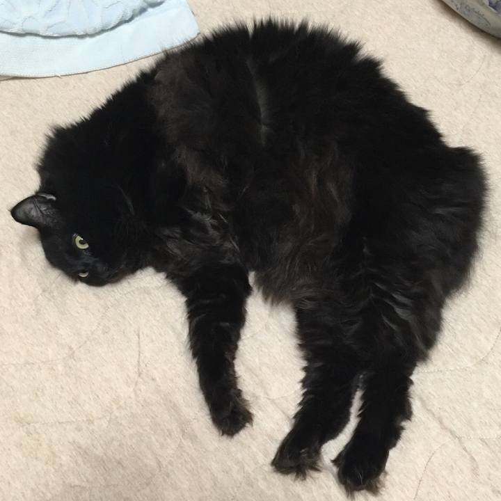 62483086 c7d0 4184 962d 591858b702c0 1541678276696