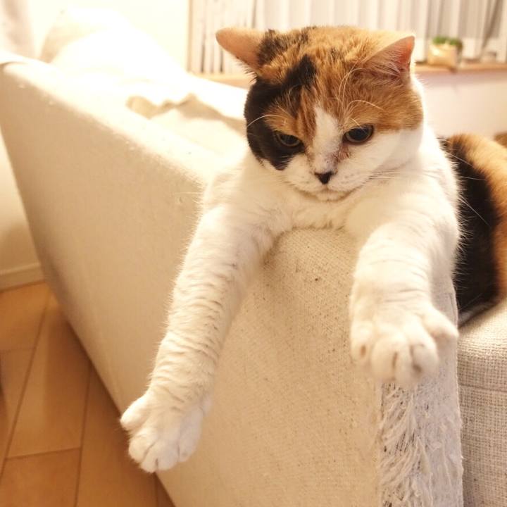 624c25c3 2f16 43e4 873f 5ac6218ea427 1527951711011