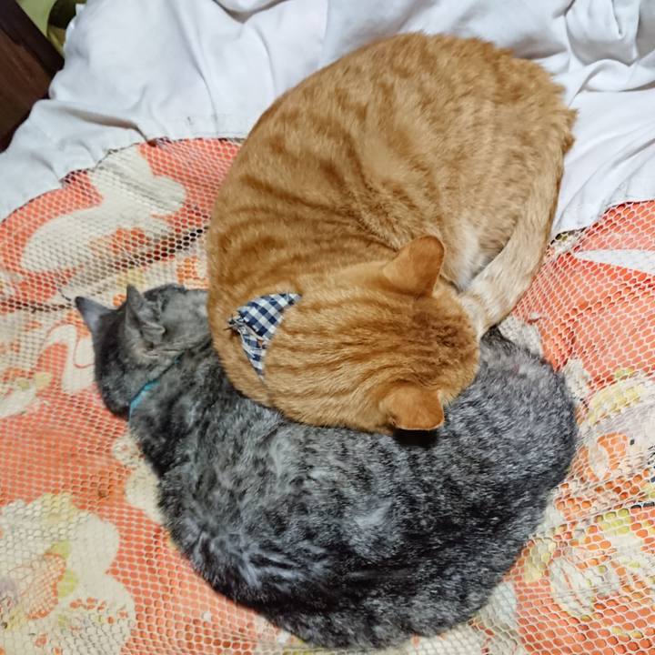 624c379e 85a5 4efa 9aae 52fc60548002 1573909611402