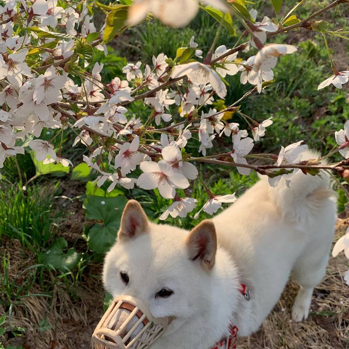 624f2661 314a 40f9 8f09 bdfa7080220c 1557470533853