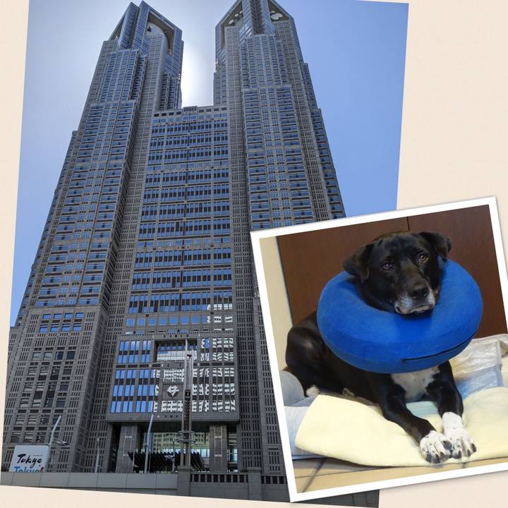 6251a372 f12e 483e 9ec7 9917ebad734f 1691667212461