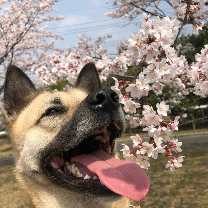 62540efd 54b9 4568 9060 2bf1bb8de893 1522565965868