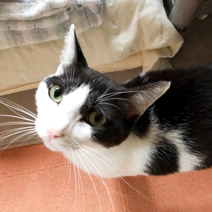 62570730 3299 4536 a54f a8caad8fcc9c 1530356767077