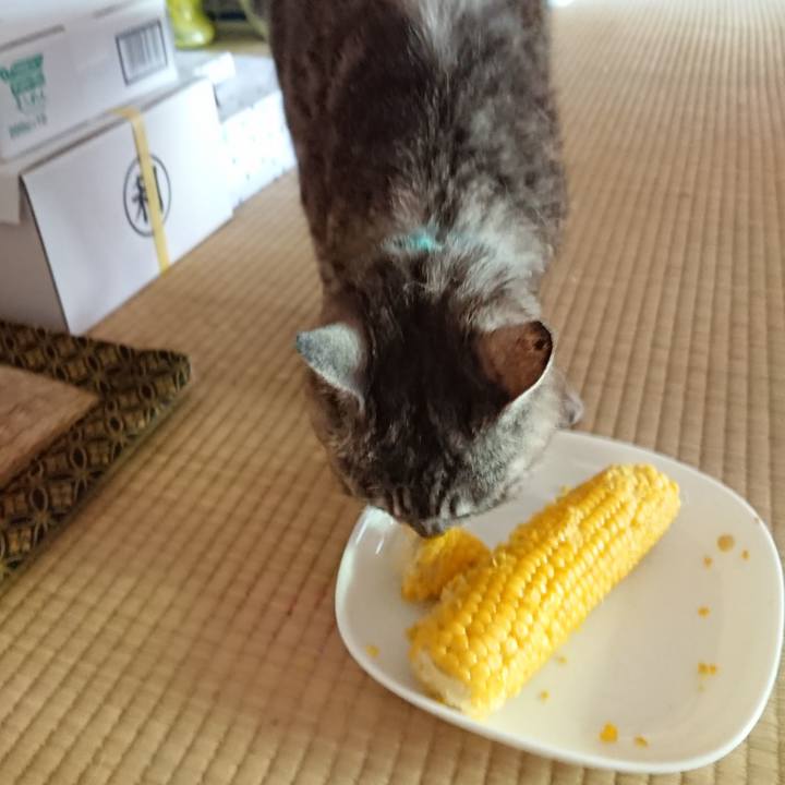 62584a0e 4074 4177 a38a fd785ac567be 1566113204618