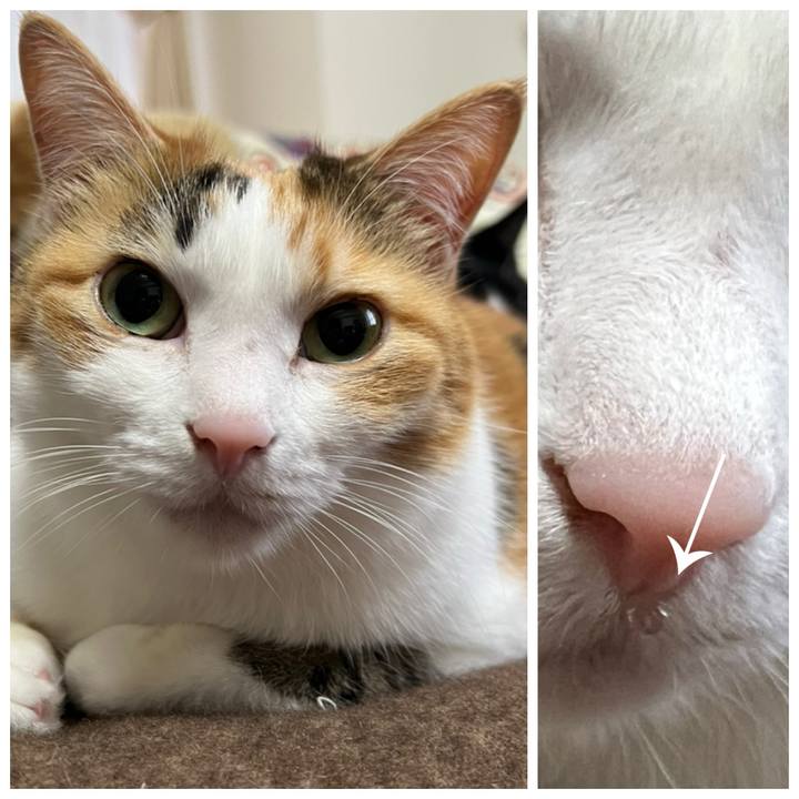 625b0e4b 4980 450c b027 65abf8984efd 1762986082666