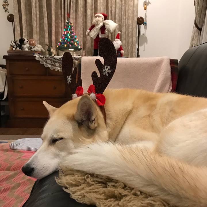 625f4786 2f67 4314 8cae 14b4e21b0356 1545645861701