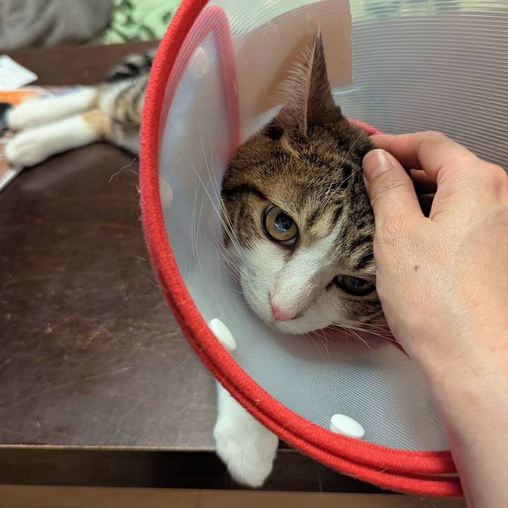 625f8a60 3633 4551 9c74 bcd19d88252f 1760335070381