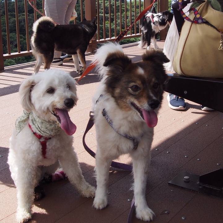 6260709a cf25 4852 93cb 50cecffba234 1526216289874