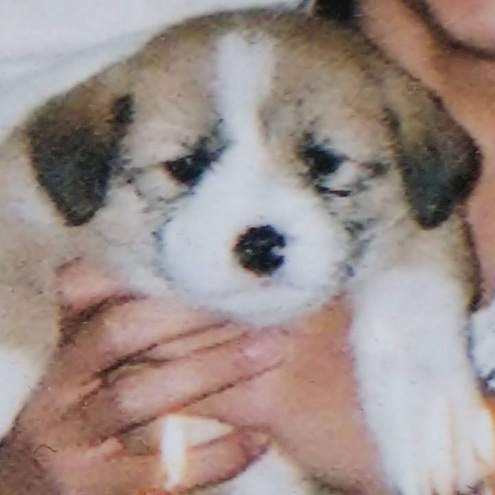 6261e129 921c 4e84 9d5d 15216b0001a4 1546173130240