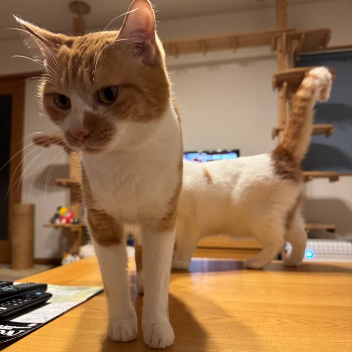 6261f37e 0c80 42a0 9900 d9512844edd9 1768909598809