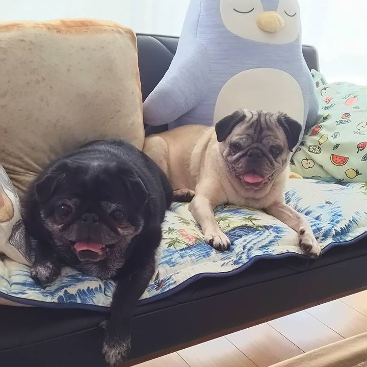 626469d2 887f 4717 b8c6 23fc4fecb02a 1559693788634