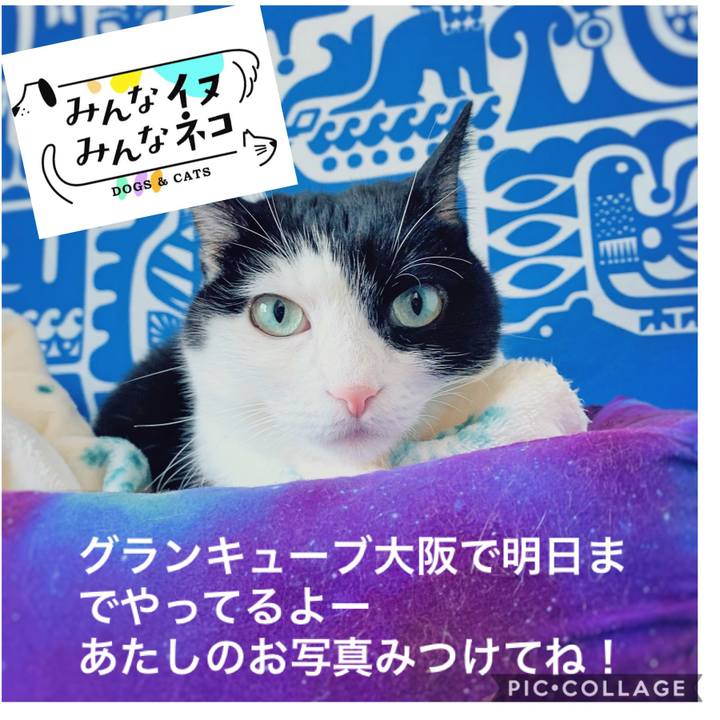 6267f69e 82b4 401e aef9 0ea99472279b 1573899573449