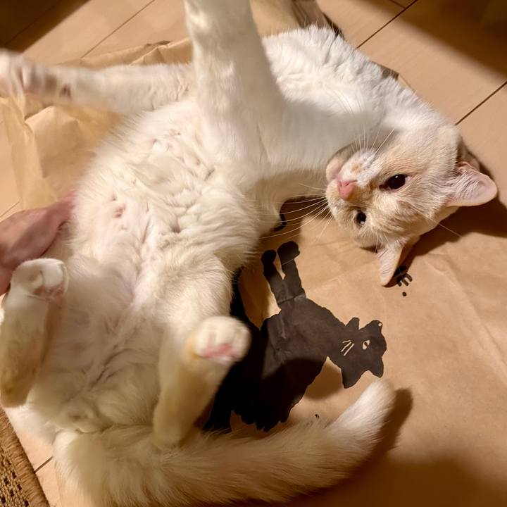 6267ff46 d94b 4807 a7be 844074bc1926 1769862093903