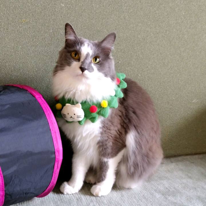 6268d4e1 f519 4b53 b43a b62e641f7ead 1606013615672