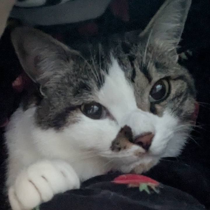 626ae953 a18e 48de 8369 c5bd38f998fa 1745108824608