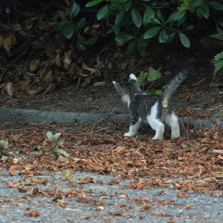 626afdf0 54c9 442a a171 2c332e7ffda6 1537317300386