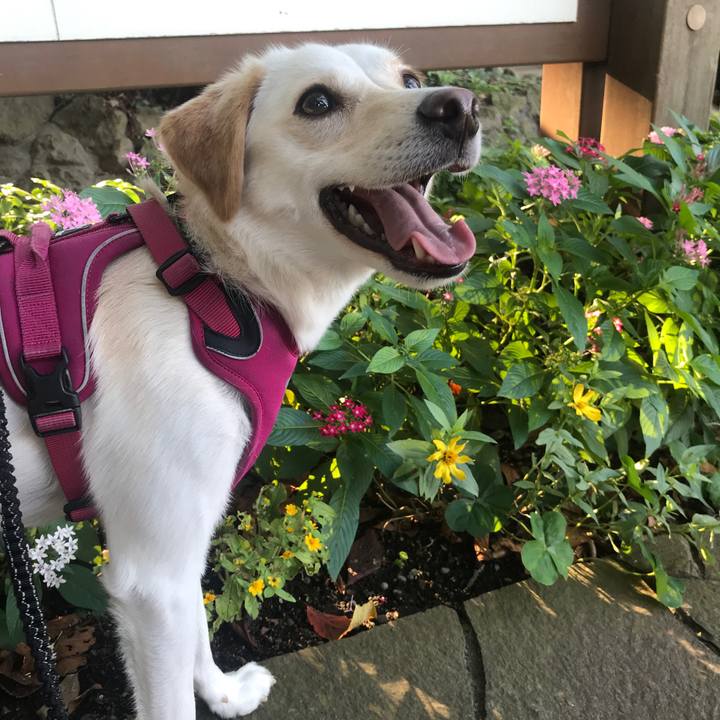 626e08cd 71d5 4296 a67f a0f374133475 1540119920975