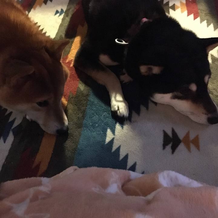 626e4418 7e97 41d3 9c8a 42c064145cd1 1514332137535