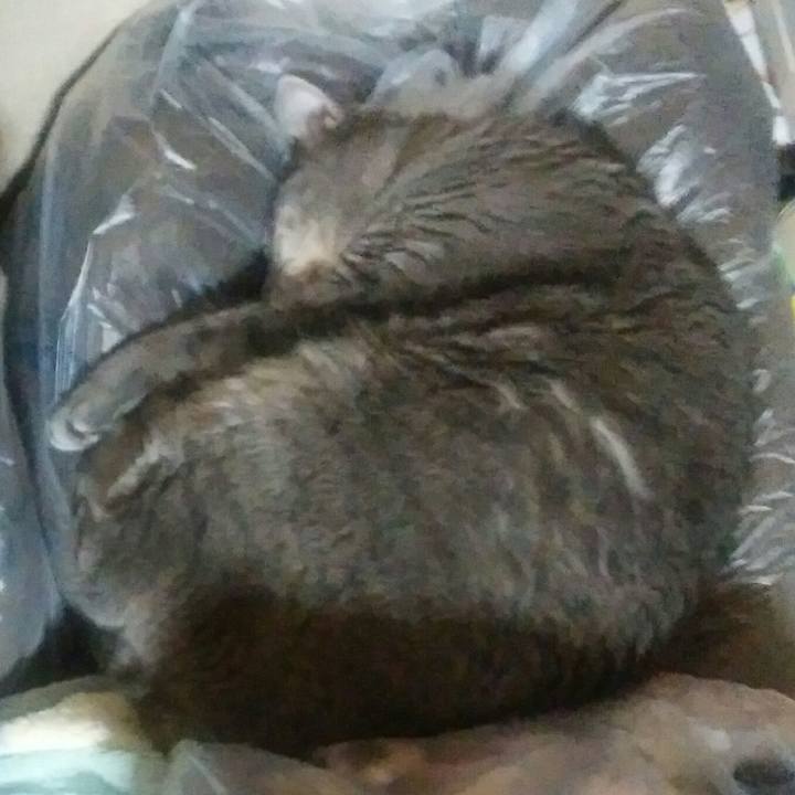 626ea736 ce48 4073 b0ef e138e0fffb3d 1541149821540