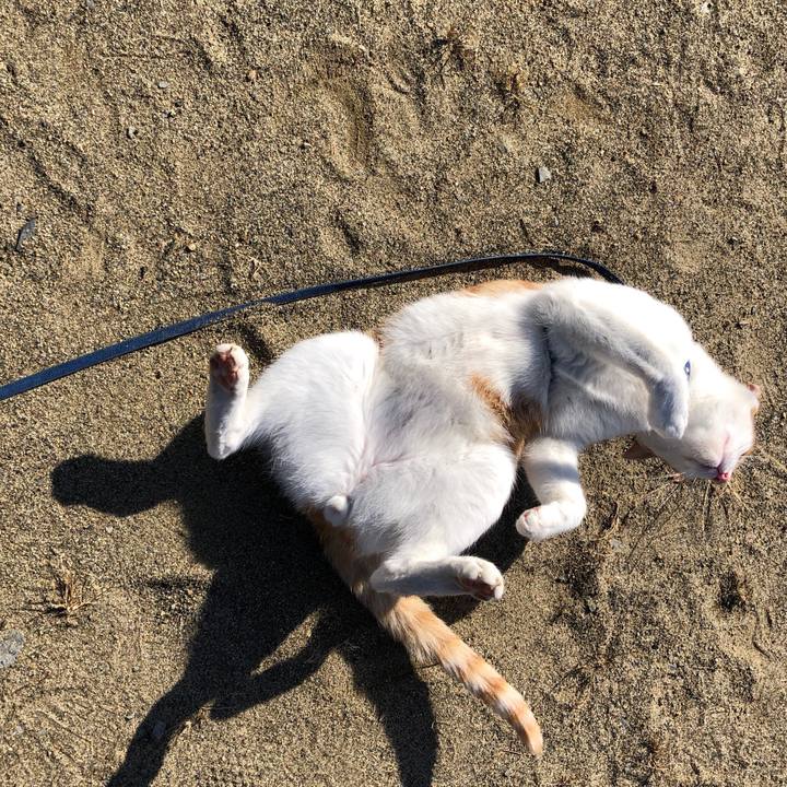 626eeba4 b7d1 432a a4e9 441391105fb0 1541134167190