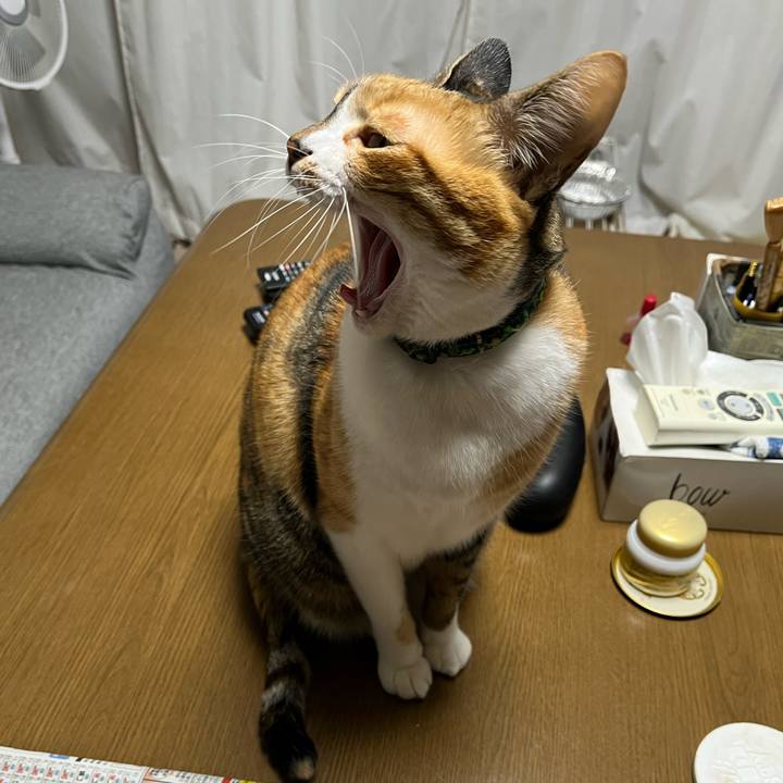 6270d74f d677 4938 a691 60065d7957a2 1762645040784