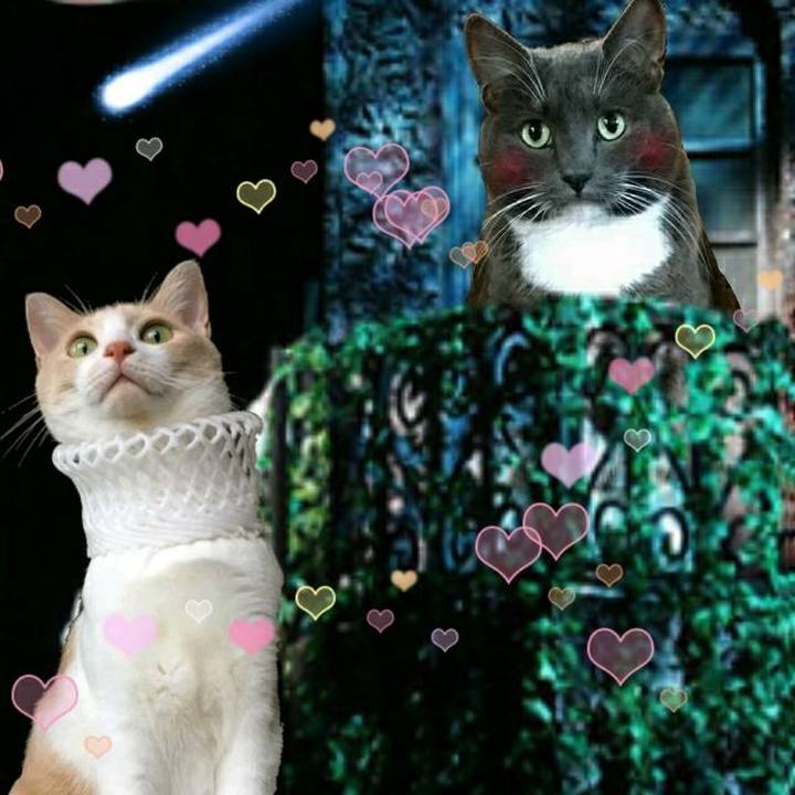 6272339e d471 4fa3 a134 11b3bd9714db 1533335425313