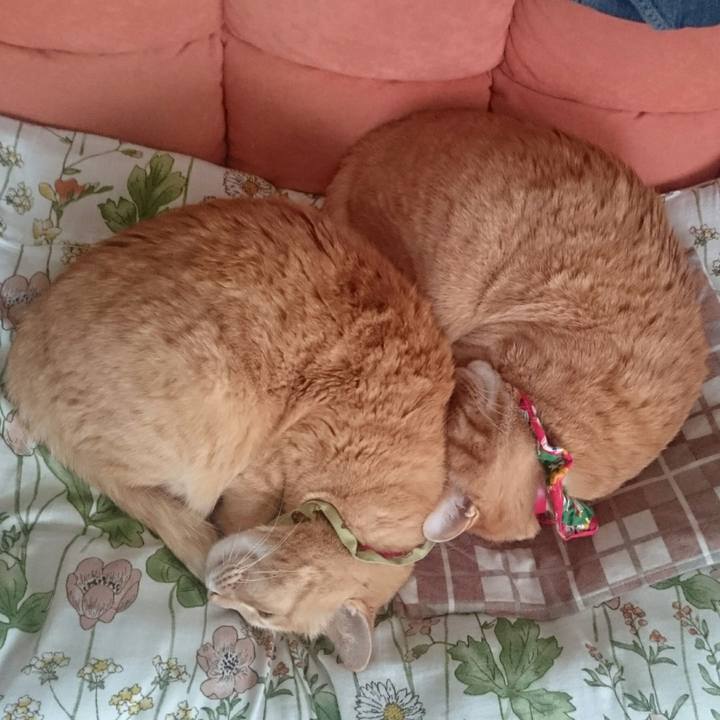 62796d9c 84d9 48f9 a311 a299b6c590f9 1521521149720