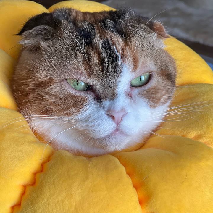 627a040f 03f0 40ff be16 8c3efc7b28fb 1671868501596