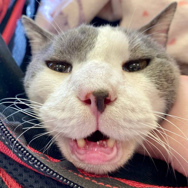 627d511c 74e7 40c7 afb1 fb29b946d41a 1763294751523