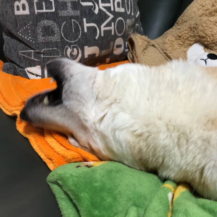 627d51e0 1802 49f7 b1f7 e82a1de5e759 1584101889921