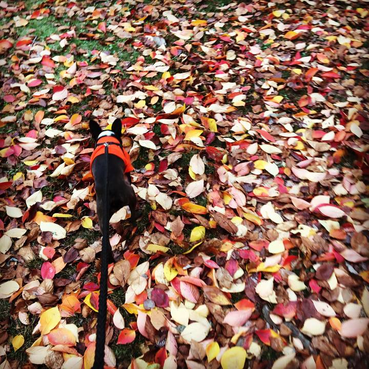 627d9e2e 2948 4397 b5b2 3ccee39294c3 1510792098962