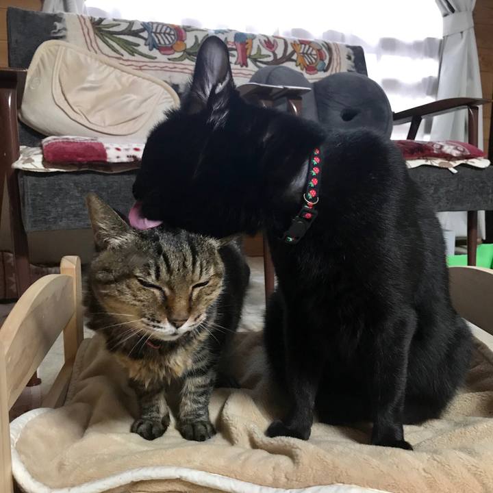 627dc3b0 44ef 49a4 b462 ee602bdb351a 1544488871159