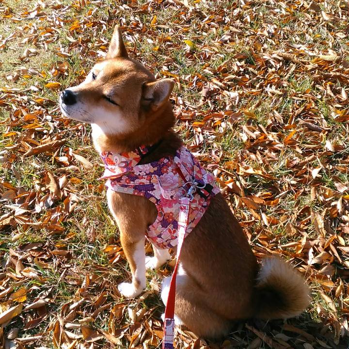 62827be8 baf3 40f8 aeed b1e5617d0e28 1510185961150