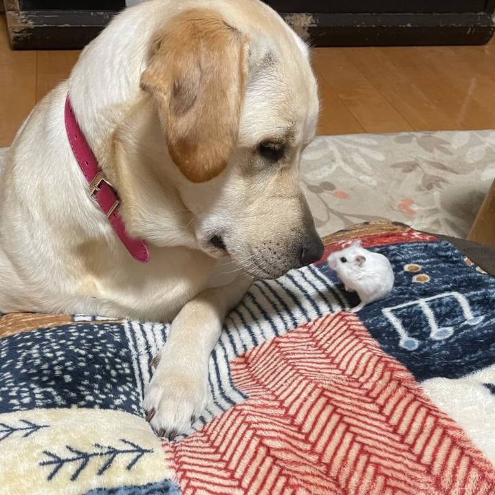 62829daa 0495 4d28 9b31 3d267360ab32 1635685046404