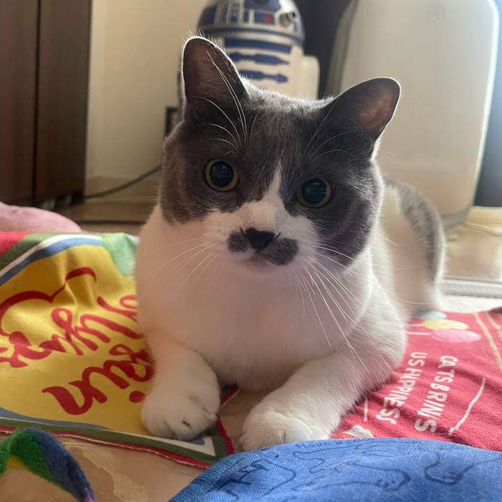 6282f439 c247 46dd 9338 d40b810374af 1751768380351