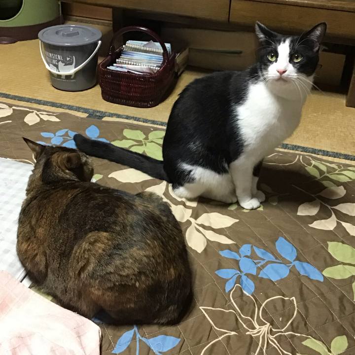 628674cb 9966 4ab6 a46c 8d4ed33ff476 1761211078023