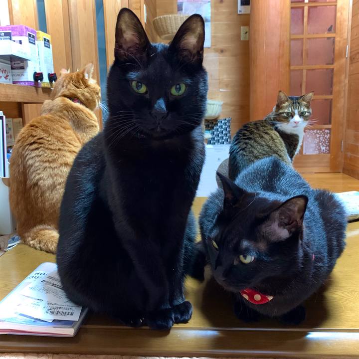 628a79b1 1e73 44d6 9273 6836151953a1 1574685919813