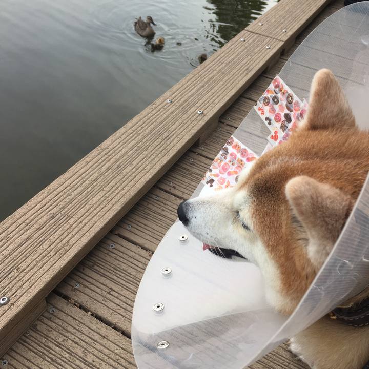 628aaf56 fbb8 421f af6d 2c6b907f4a6e 1527485561372