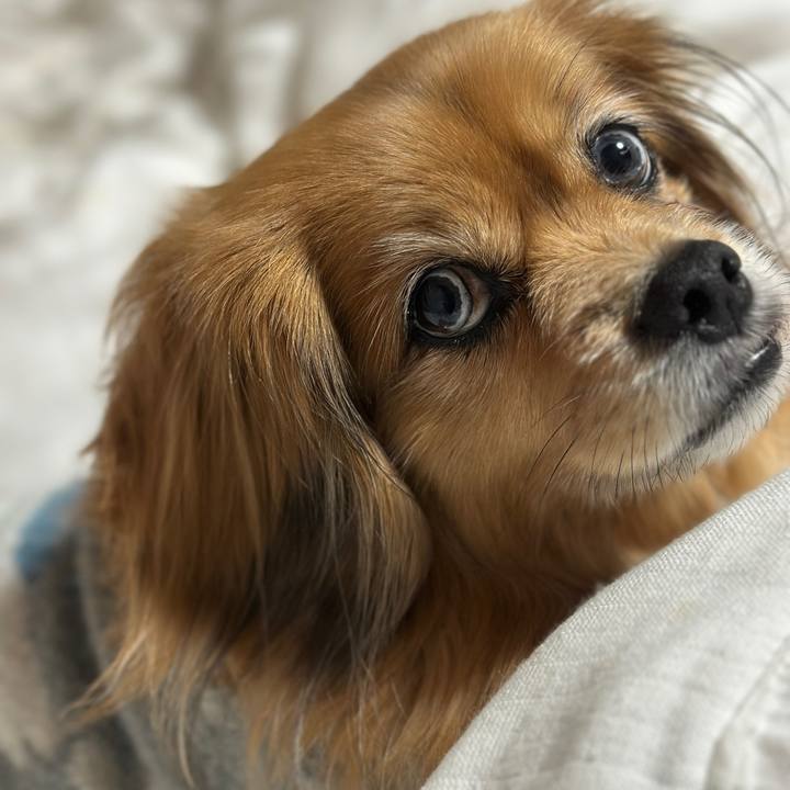 628afdd7 ceaa 4c03 a423 db24dc70679d 1738357845859