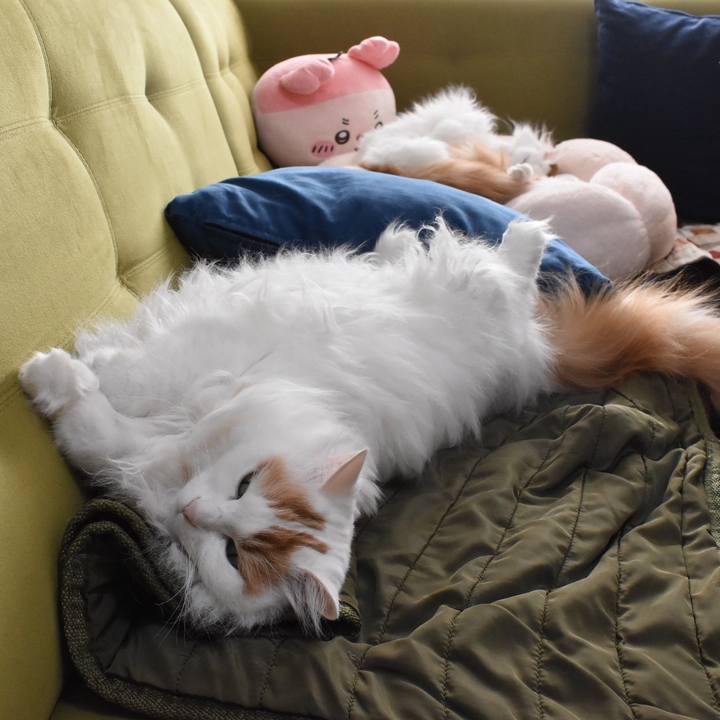 628b3cb5 326d 4605 a58b 784bae84782a 1765068571971